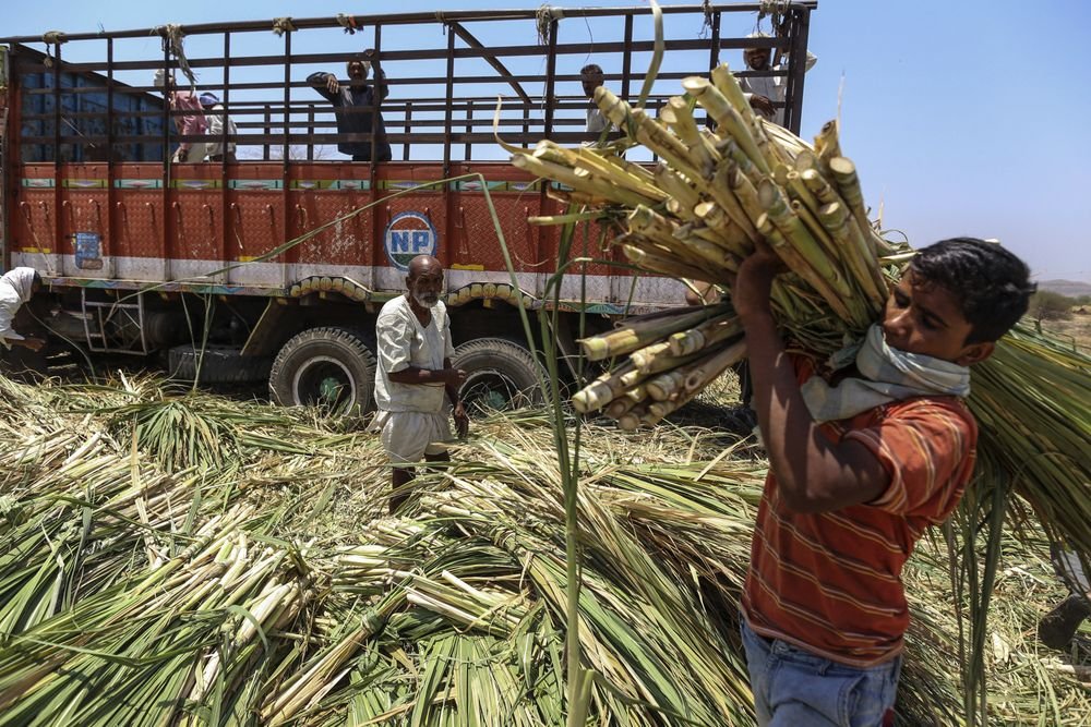 brasil sugarcane harvest